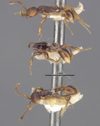 Media type: image;   Entomology 20263 Aspect: habitus lateral view 3